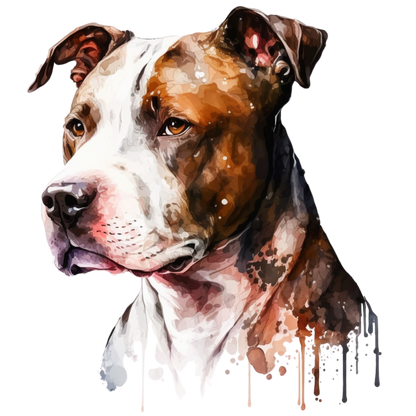 American Staffy Pictures