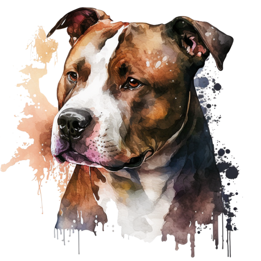 American Staffy 17
