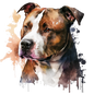 American Staffy 17