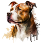 American Staffy 18