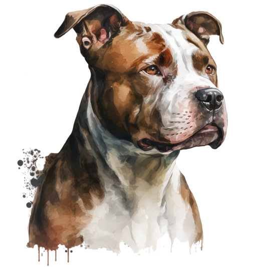 American Staffy 20