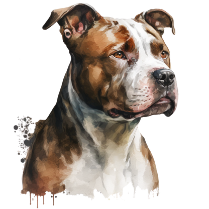American Staffy Pictures