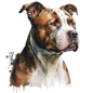 American Staffy Pictures