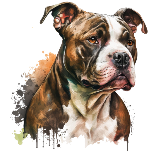 American Staffy 21