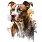 American Staffy 22