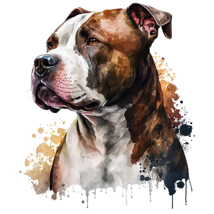 American Staffy Pictures
