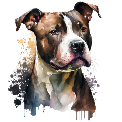 American Staffy Pictures