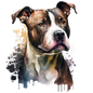 American Staffy Pictures