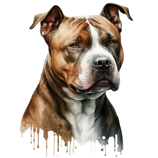 American Staffy 25