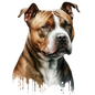 American Staffy 25
