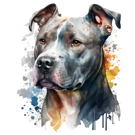 American Staffy 26