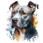 American Staffy 26