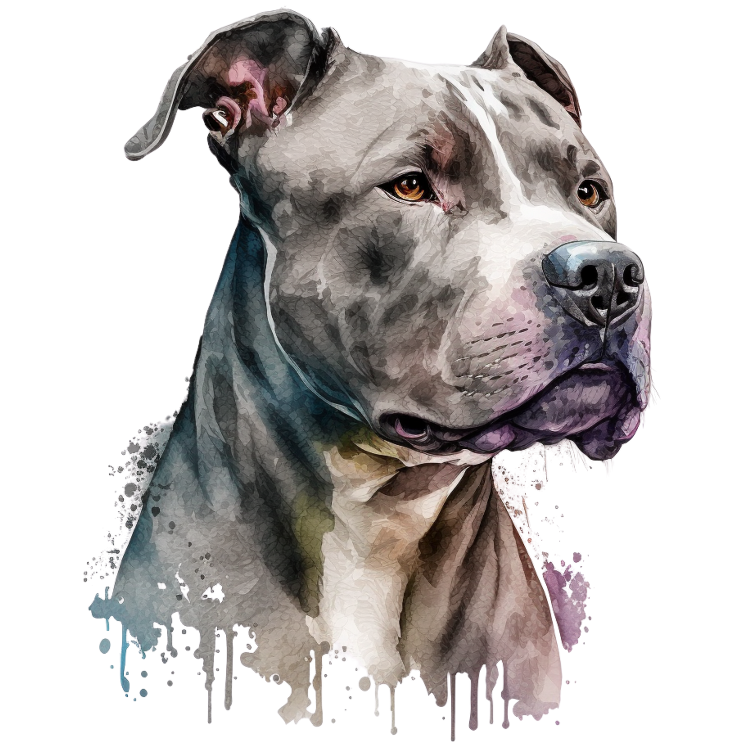 American Staffy 27