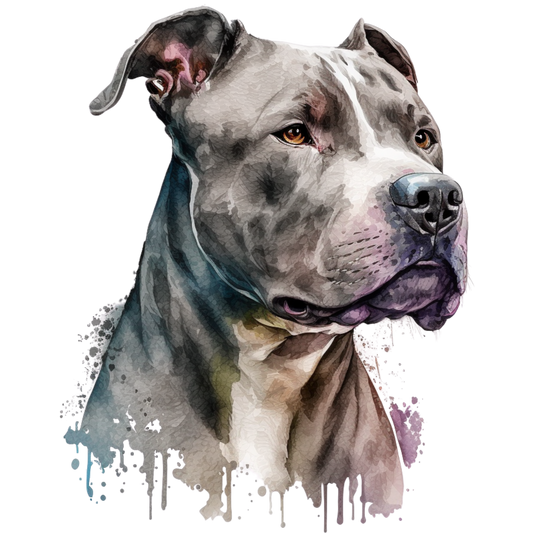 American Staffy 27