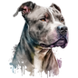 American Staffy 27