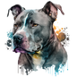 American Staffy 28