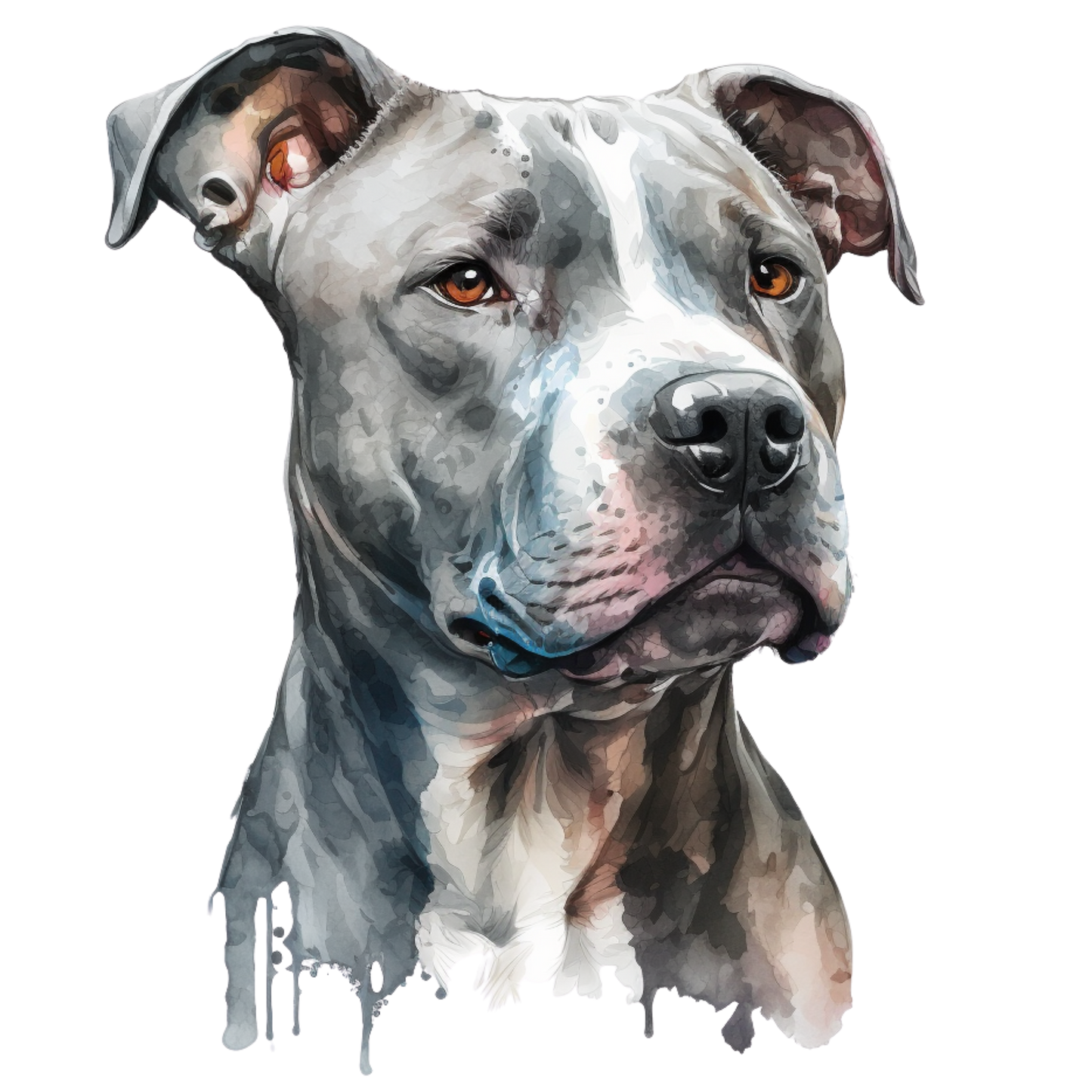 American Staffy 29