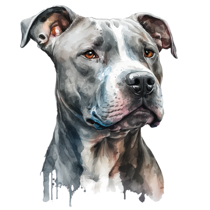 American Staffy Pictures