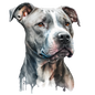 American Staffy Pictures