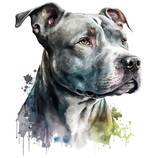 American Staffy 30