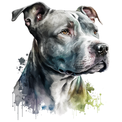 American Staffy Pictures
