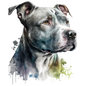 American Staffy Pictures