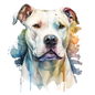 American Staffy Pictures