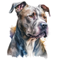 American Staffy 32