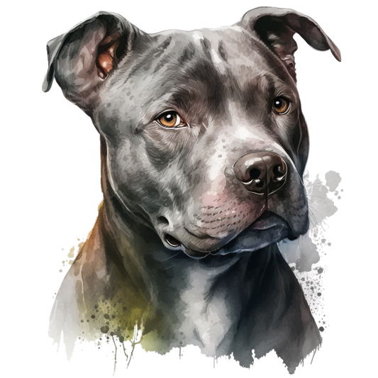 American Staffy 33