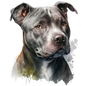 American Staffy 33