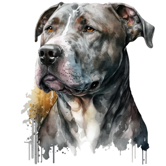 American Staffy 34