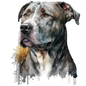 American Staffy 34