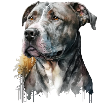 American Staffy Pictures