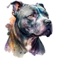 American Staffy 35
