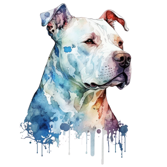American Staffy 36