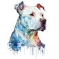 American Staffy 36