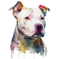 American Staffy 37