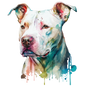 American Staffy 38