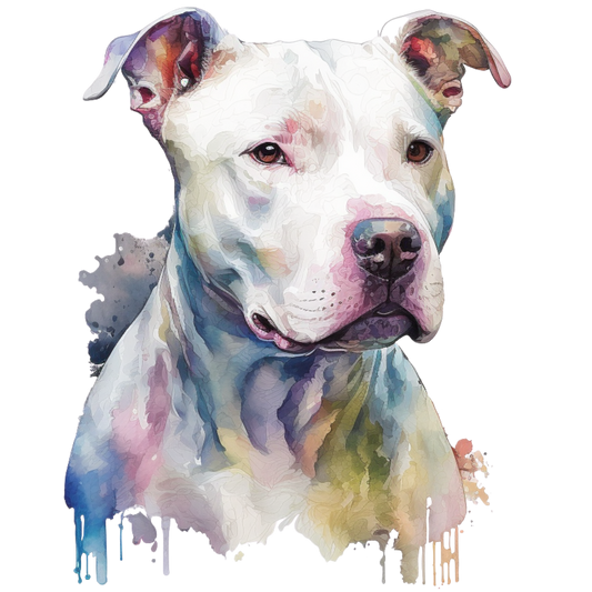 American Staffy 5