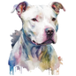 American Staffy 5