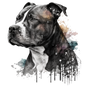 American Staffy Pictures