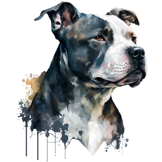 American Staffy 7