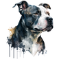 American Staffy 7