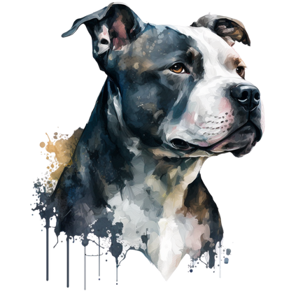 American Staffy Pictures