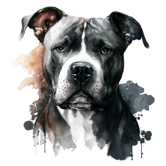 American Staffy 8
