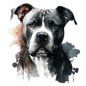 American Staffy 8