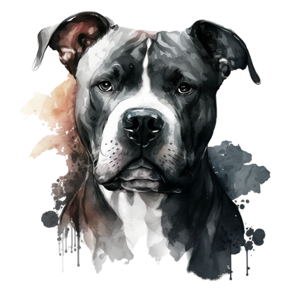 American Staffy Pictures