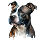 American Staffy 9
