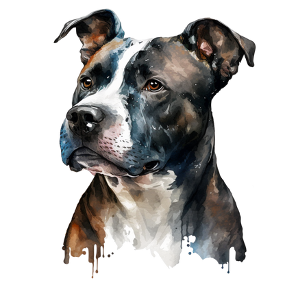 American Staffy Pictures