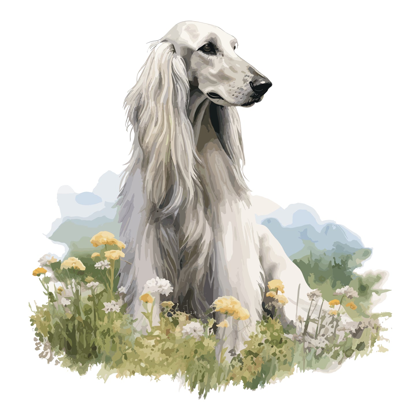 Afghan Hound 1